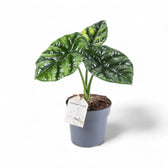 Alocasia sinuata potted houseplant in nursery pot on white background, product photo 6.