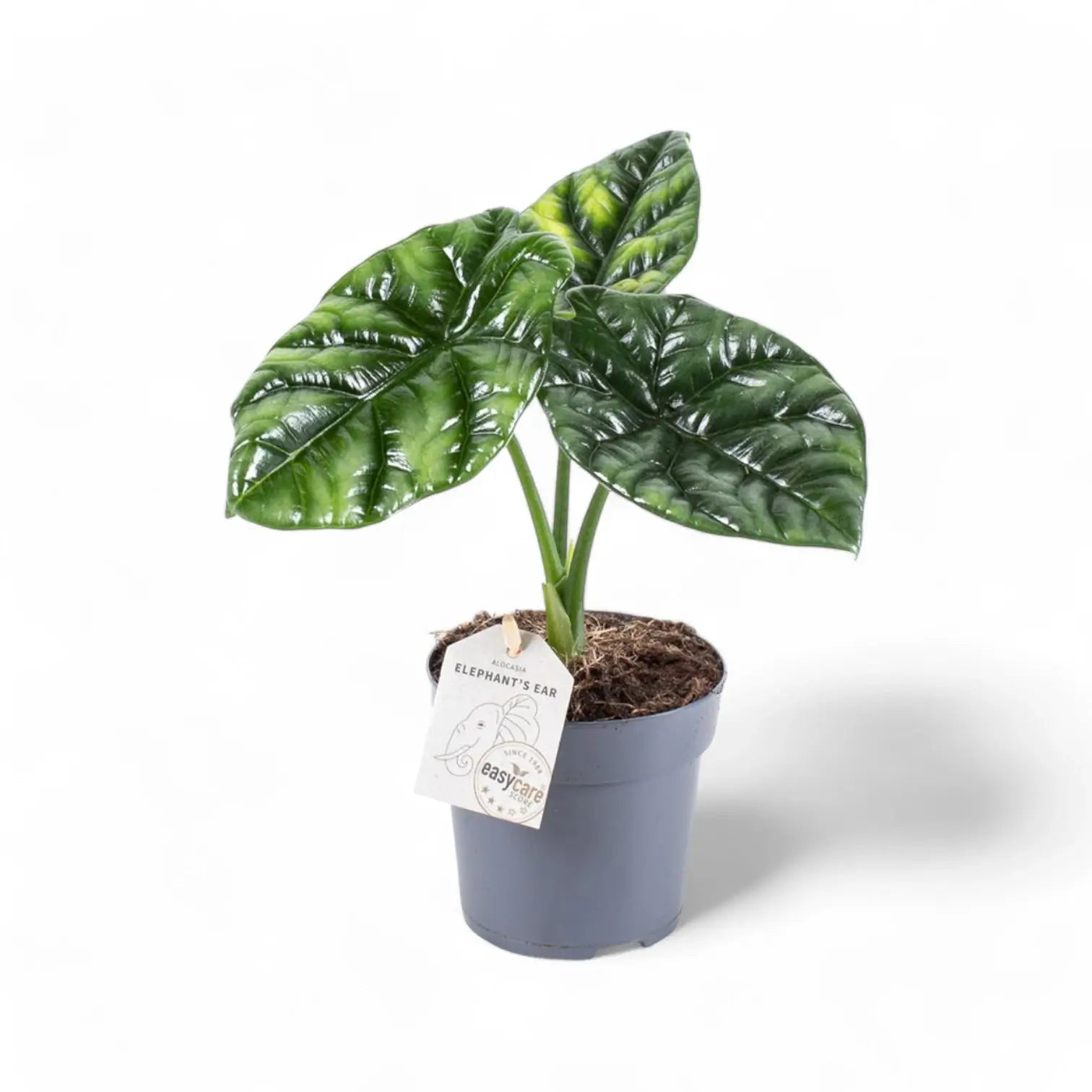 Alocasia sinuata potted houseplant in nursery pot on white background, product photo 6.