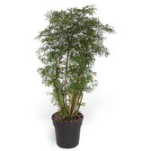 Polyscias fruticosa 'Ming' ('Ming Aralia') potted houseplant in nursery pot on white background, product photo 4.