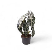 Alocasia 'Bambino Arrow' potted houseplant in nursery pot on white background, product photo 4.