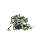 Hoya krohniana 'Super Silver' potted houseplant in nursery pot on white background, product photo 4.