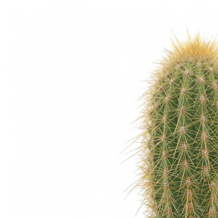 Espostoa guentheri leaf close-up on white background.