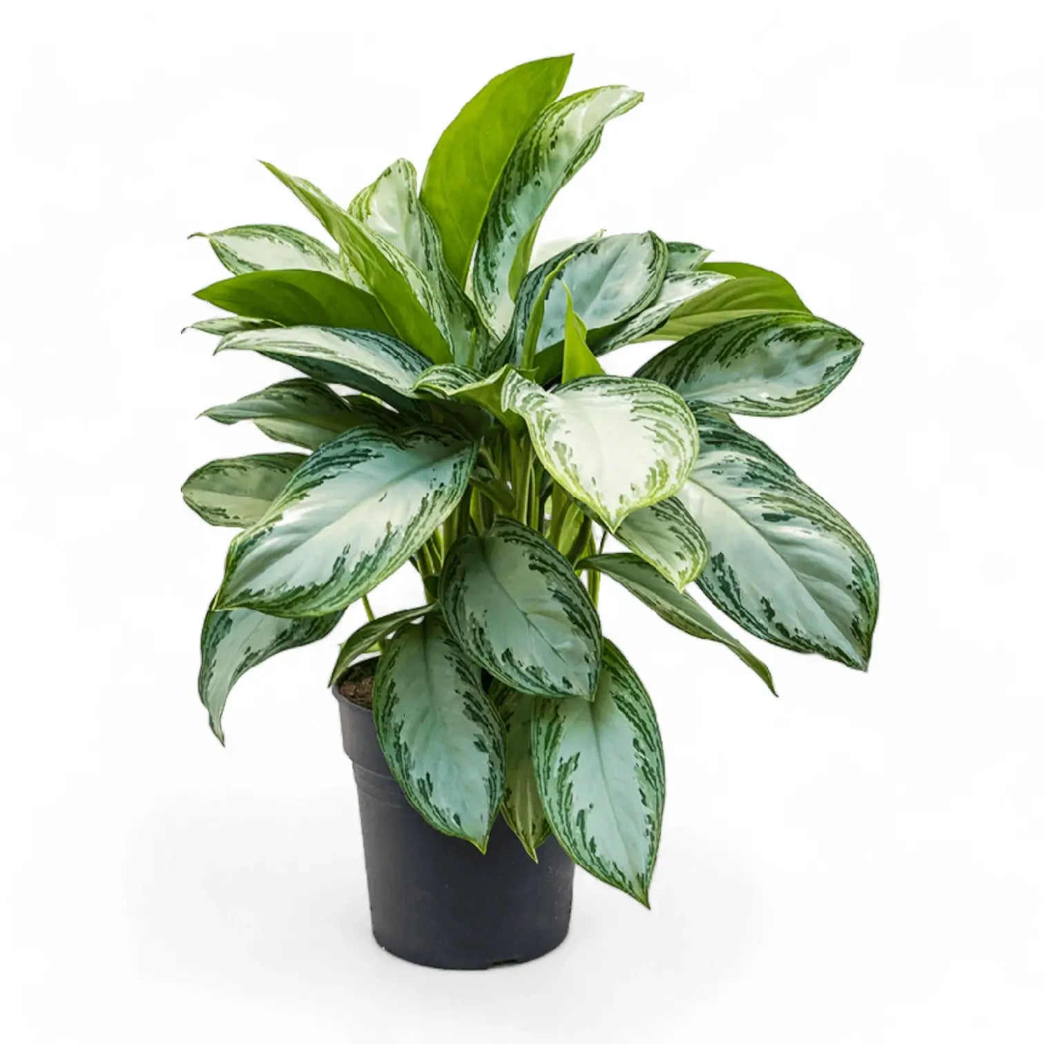 Aglaonema 'Silver Bay' potted houseplant in nursery pot on white background, product photo 10.