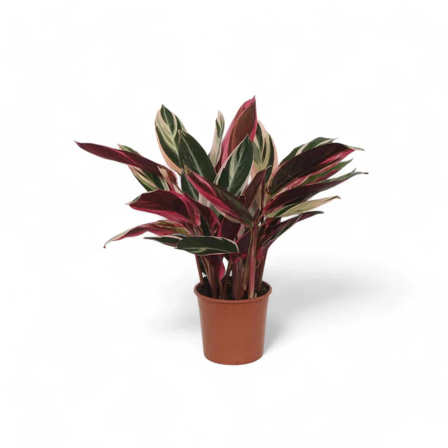 Stromanthe thalia 'Triostar' potted houseplant in nursery pot on white background, product photo 6.