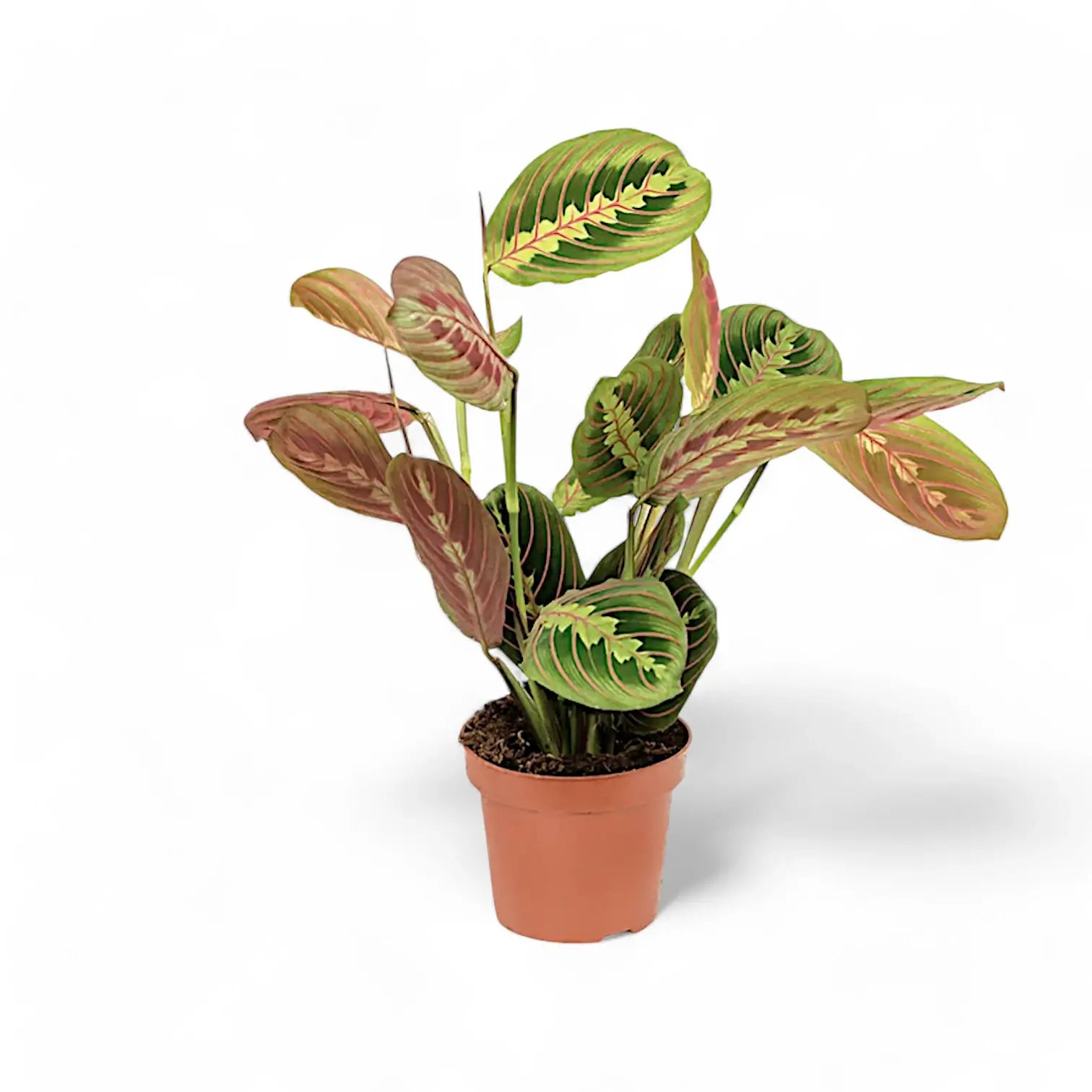 Maranta leuconeura 'Fascinator' ('Tricolor', 'Red Stripe') – Zimmerpflanze im Kulturtopf auf weißem Hintergrund, Produktfoto 8.