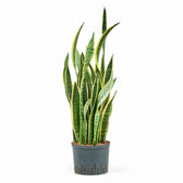 Dracaena (Sansevieria) trifasciata 'Laurentii' potted houseplant in nursery pot on white background, product photo 14.