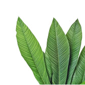 Philodendron campii 'Lynette' leaf close-up on white background.