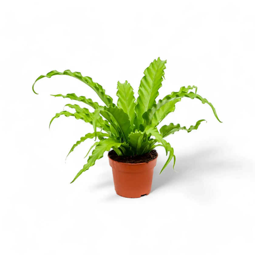 Asplenium antiquum 'Osaka' potted houseplant in nursery pot on white background, product photo 3.