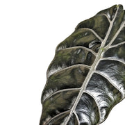 Nahaufnahme eines Blatts von Alocasia ‘Chantrierii’ vor weißem Hintergrund.