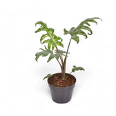 Alocasia brancifolia 'Pink Passion' potted houseplant in nursery pot on white background, product photo 8.