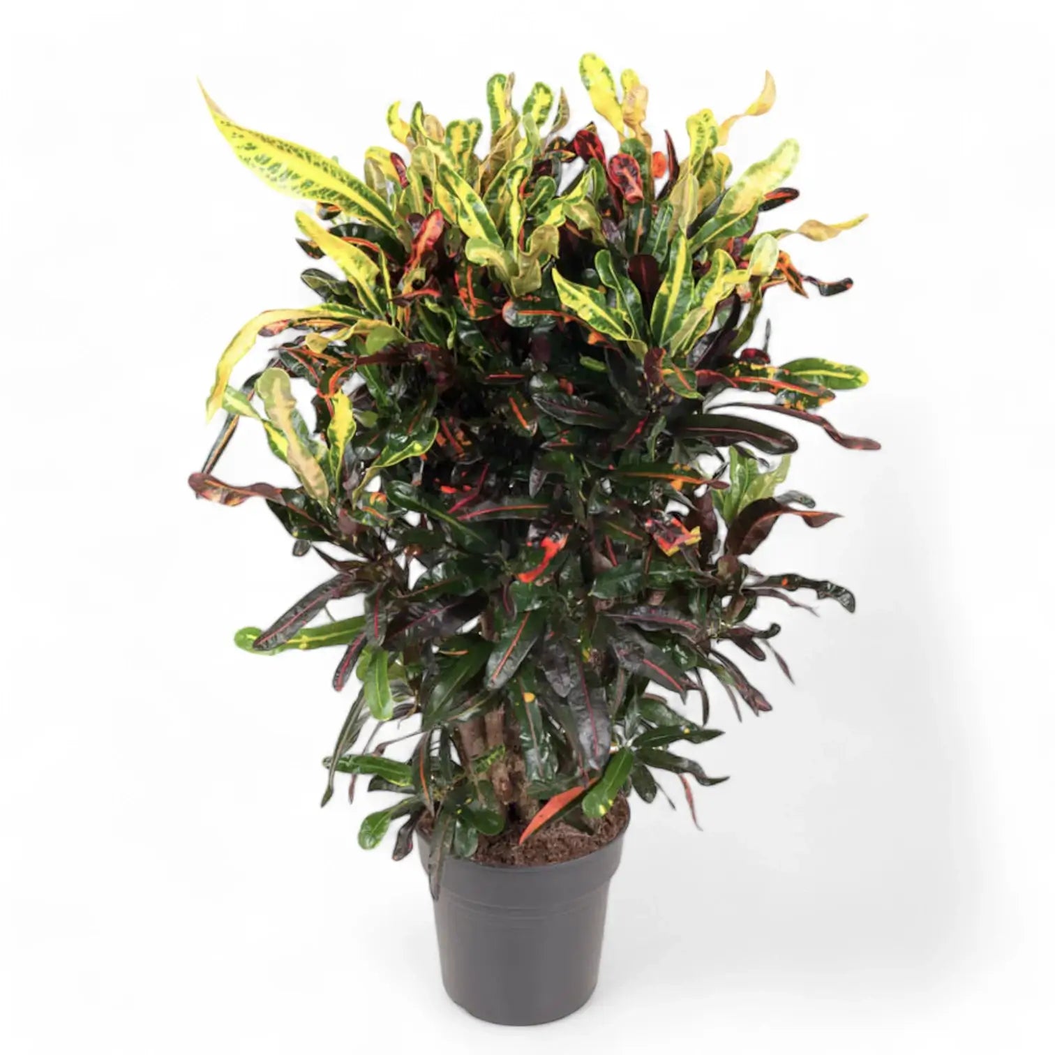 Codiaeum variegatum (Croton) 'Mammi' potted houseplant in nursery pot on white background, product photo 5.