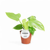 Philodendron bipennifolium 'Golden violin' potted houseplant in nursery pot on white background, product photo 5.