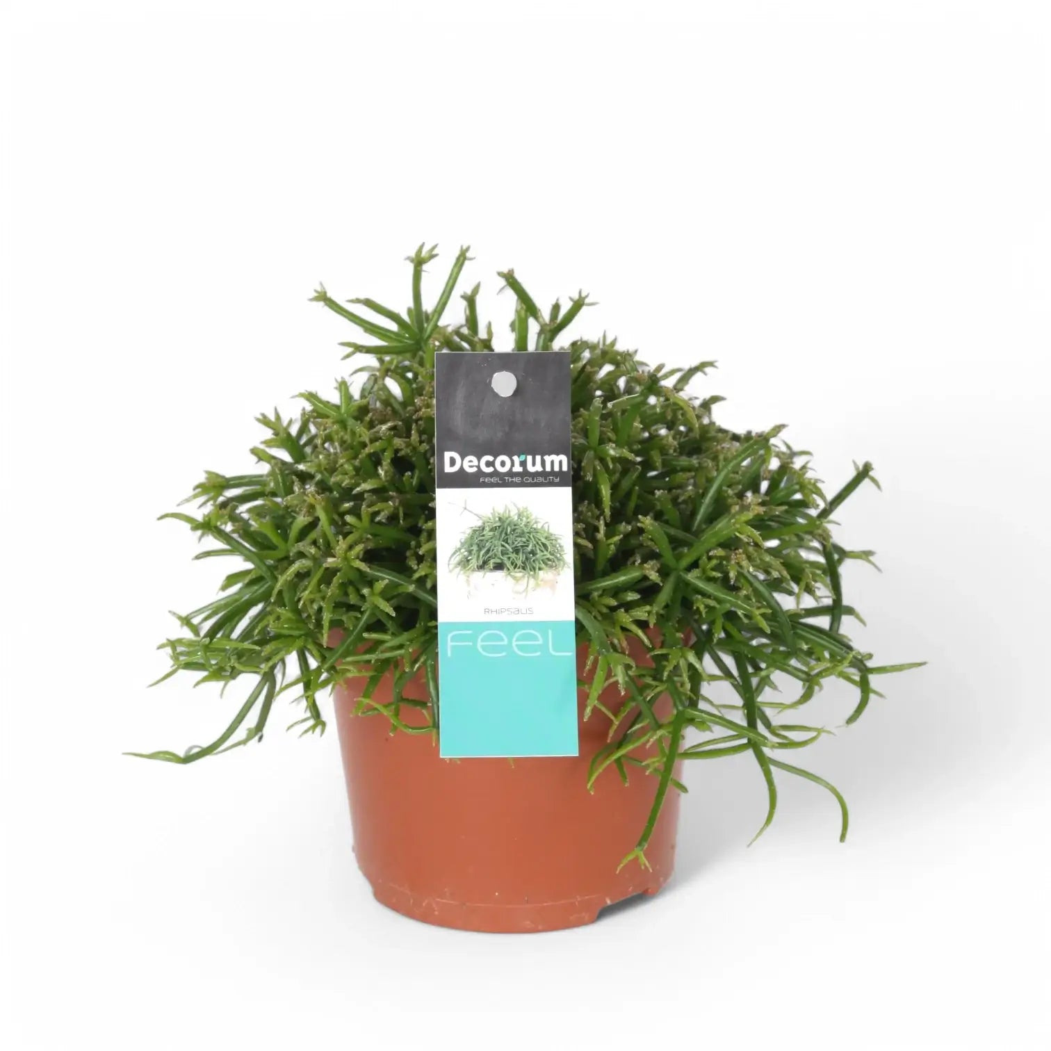 Rhipsalis baccifera potted houseplant in nursery pot on white background, product photo 3.