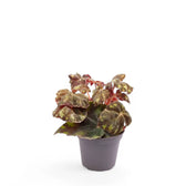 Begonia bowerae 'Tiger' – Zimmerpflanze im Kulturtopf auf weißem Hintergrund, Produktfoto 2.