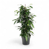 Ficus benjamina 'Danielle' potted houseplant in nursery pot on white background, product photo 6.