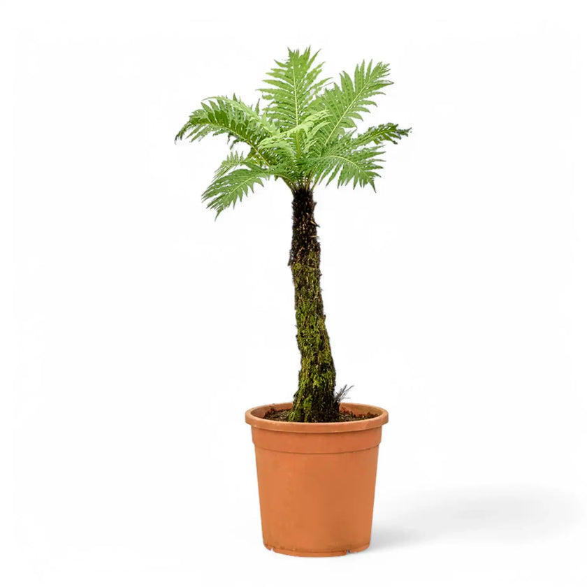 Oceaniopteris gibba potted houseplant in nursery pot on white background, product photo 2.
