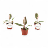 Philodendron 'Pink princess' – Zimmerpflanze im Kulturtopf auf weißem Hintergrund, Produktfoto 5.