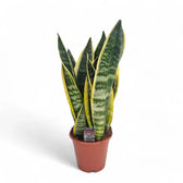 Dracaena (Sansevieria) trifasciata 'Superba' potted houseplant in nursery pot on white background, product photo 6.
