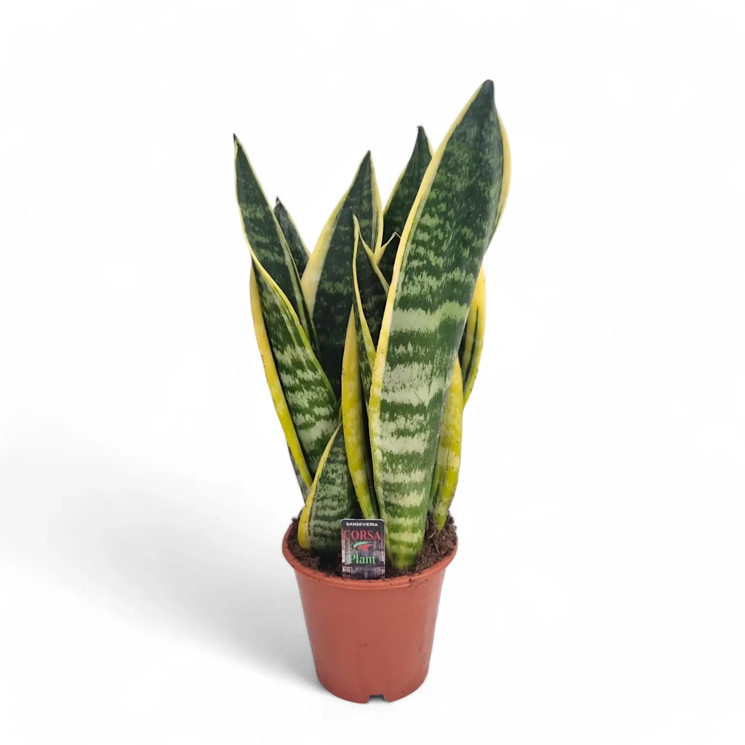 Dracaena (Sansevieria) trifasciata 'Superba' potted houseplant in nursery pot on white background, product photo 6.