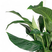 Nahaufnahme eines Blatts von Spathiphyllum 'Sweet Silvana' vor weißem Hintergrund.