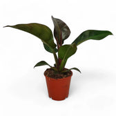 Philodendron 'Imperial red' – Zimmerpflanze im Kulturtopf auf weißem Hintergrund, Produktfoto 5.