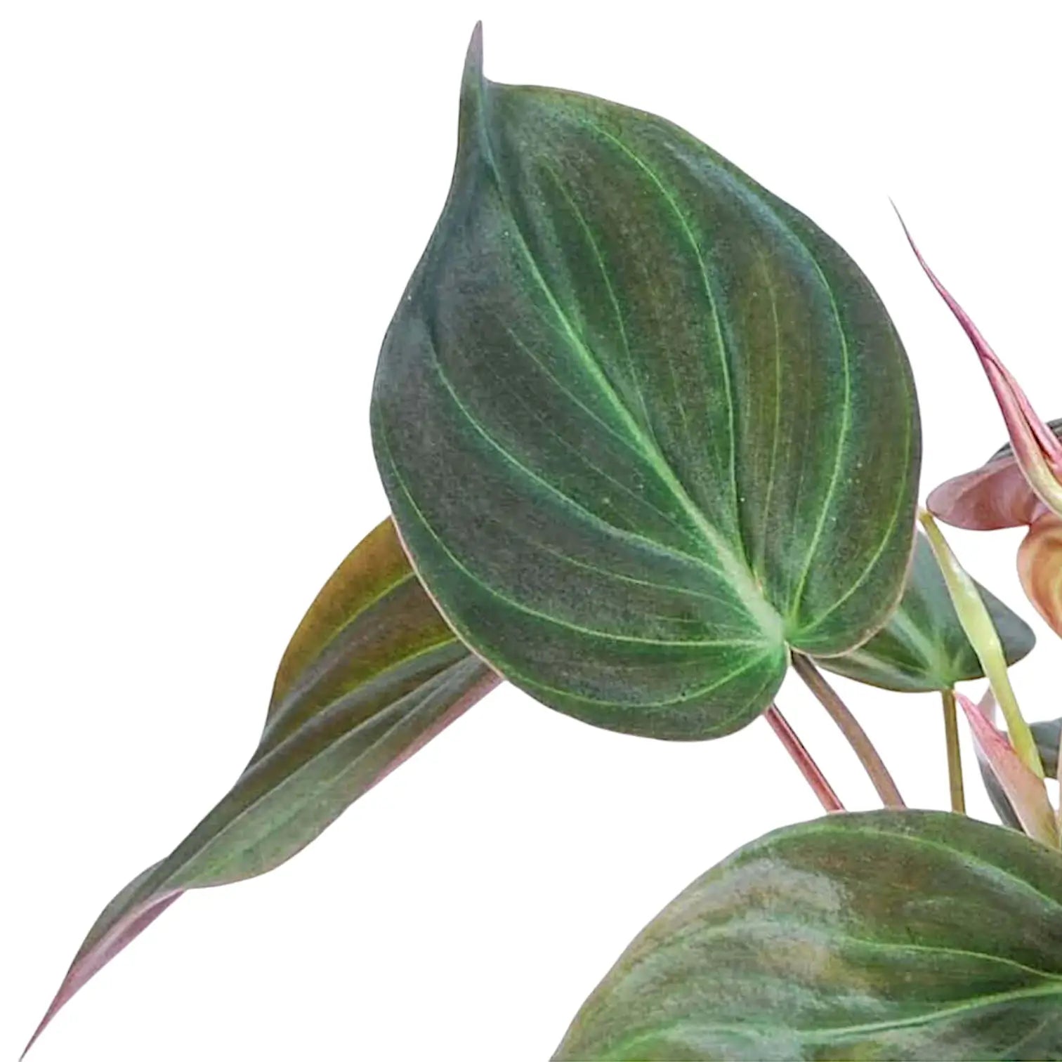 Philodendron micans (Philodendron hederaceum var. hederaceum) leaf close-up on white background.