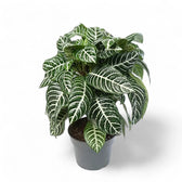 Aphelandra squarrosa – Zimmerpflanze im Kulturtopf auf weißem Hintergrund, Produktfoto 4.