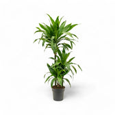 Dracaena fragrans 'Janet Craig' – Topfpflanze im Kulturtopf vor weißem Hintergrund, Produktfoto 8.