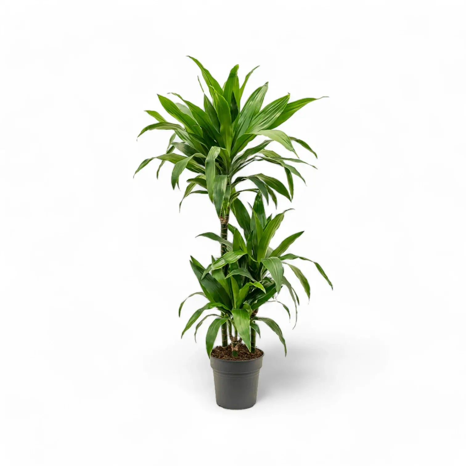 Dracaena fragrans 'Janet Craig' – Topfpflanze im Kulturtopf vor weißem Hintergrund, Produktfoto 8.