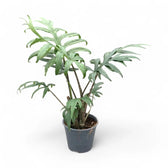 Alocasia brancifolia 'Pink Passion' potted houseplant in nursery pot on white background, product photo 12.