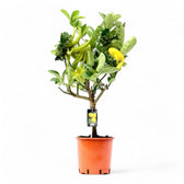 Citrus 'Hand of Buddha' (Citrus medica var. sarcodactylis) – Zimmerpflanze im Kulturtopf auf weißem Hintergrund, Produktfoto 2.