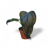 Anthurium 'Queen of hearts' potted houseplant in nursery pot on white background, product photo 5.