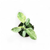 Philodendron giganteum variegata potted houseplant in nursery pot on white background, product photo 4.