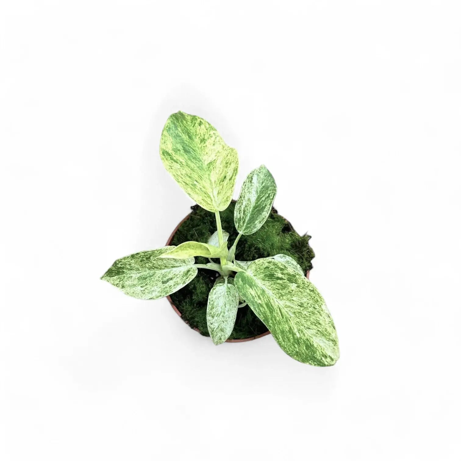 Philodendron giganteum variegata potted houseplant in nursery pot on white background, product photo 4.
