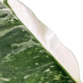 Epipremnum pinnatum variegata – Topfpflanze im Kulturtopf vor weißem Hintergrund, Produktfoto 15.