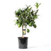 Citrus × aurantiifolia 'Green Lime' potted houseplant in nursery pot on white background, product photo 2.