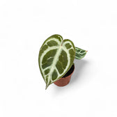 Anthurium crystallinum potted houseplant in nursery pot on white background, product photo 4.