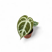Anthurium crystallinum potted houseplant in nursery pot on white background, product photo 4.