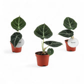 Alocasia reginula 'Black velvet' potted houseplant in nursery pot on white background, product photo 8.