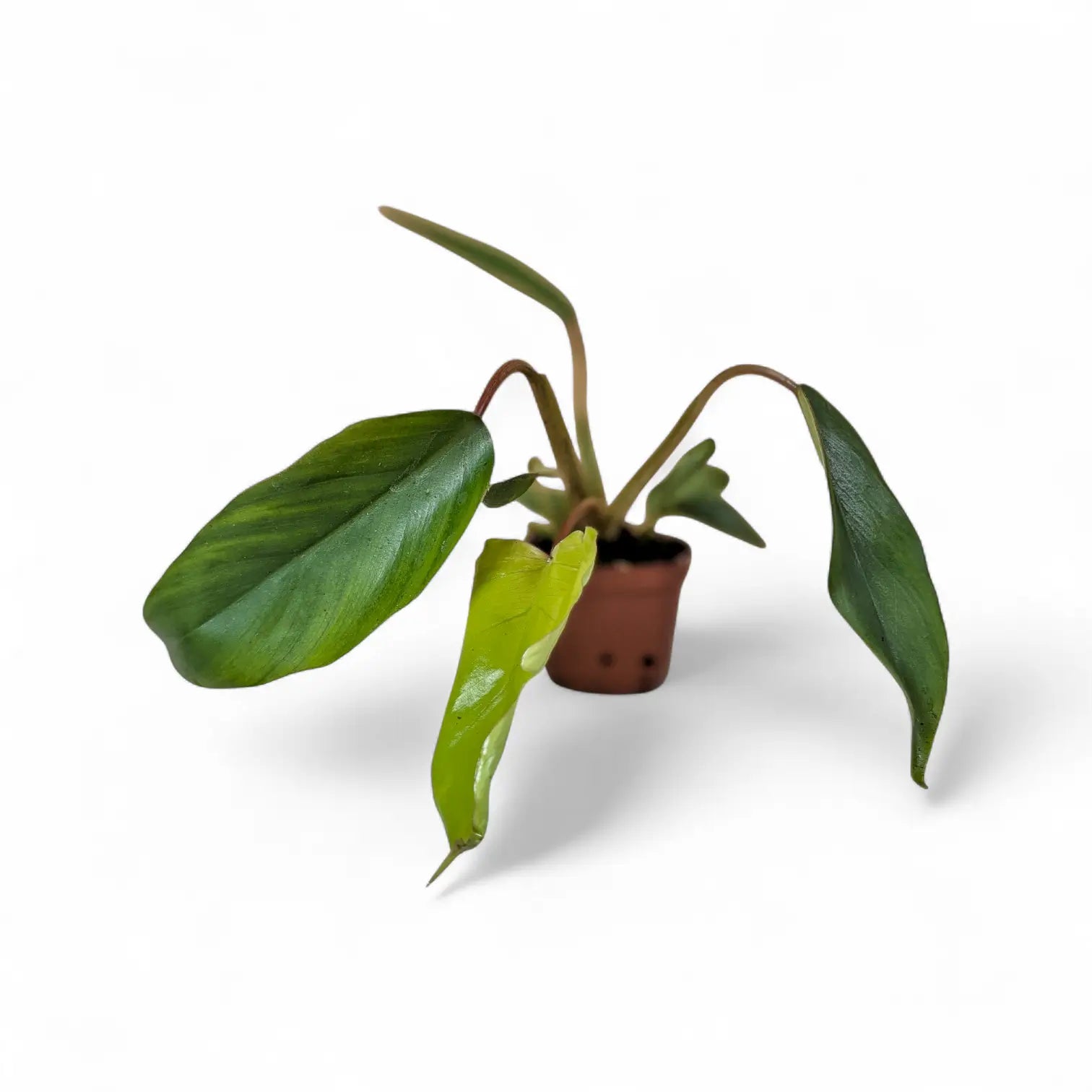 Philodendron mayoi – Topfpflanze im Kulturtopf vor weißem Hintergrund, Produktfoto 3.