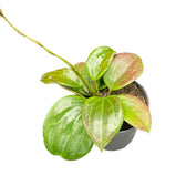 Hoya quinquenervia potted houseplant in nursery pot on white background, product photo 6.