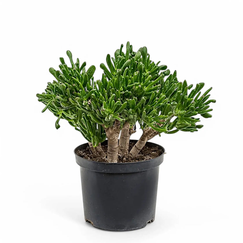 Crassula ovata 'Horn Tree' potted houseplant in nursery pot on white background, product photo 2.