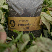Syngonium-Substratmischung auf weißem Hintergrund, Produktfoto 8.