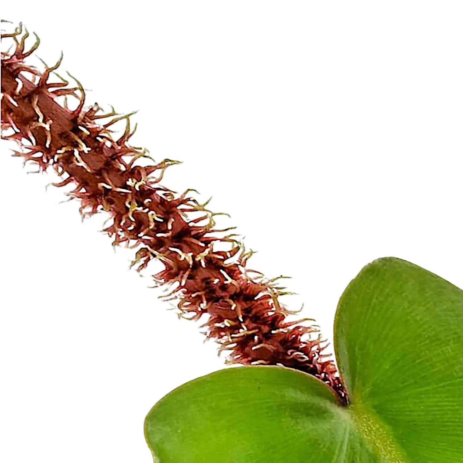 Nahaufnahme eines Blatts von Philodendron squamiferum vor weißem Hintergrund.