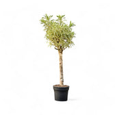 Dracaena reflexa 'Song Of India' potted houseplant in nursery pot on white background, product photo 4.