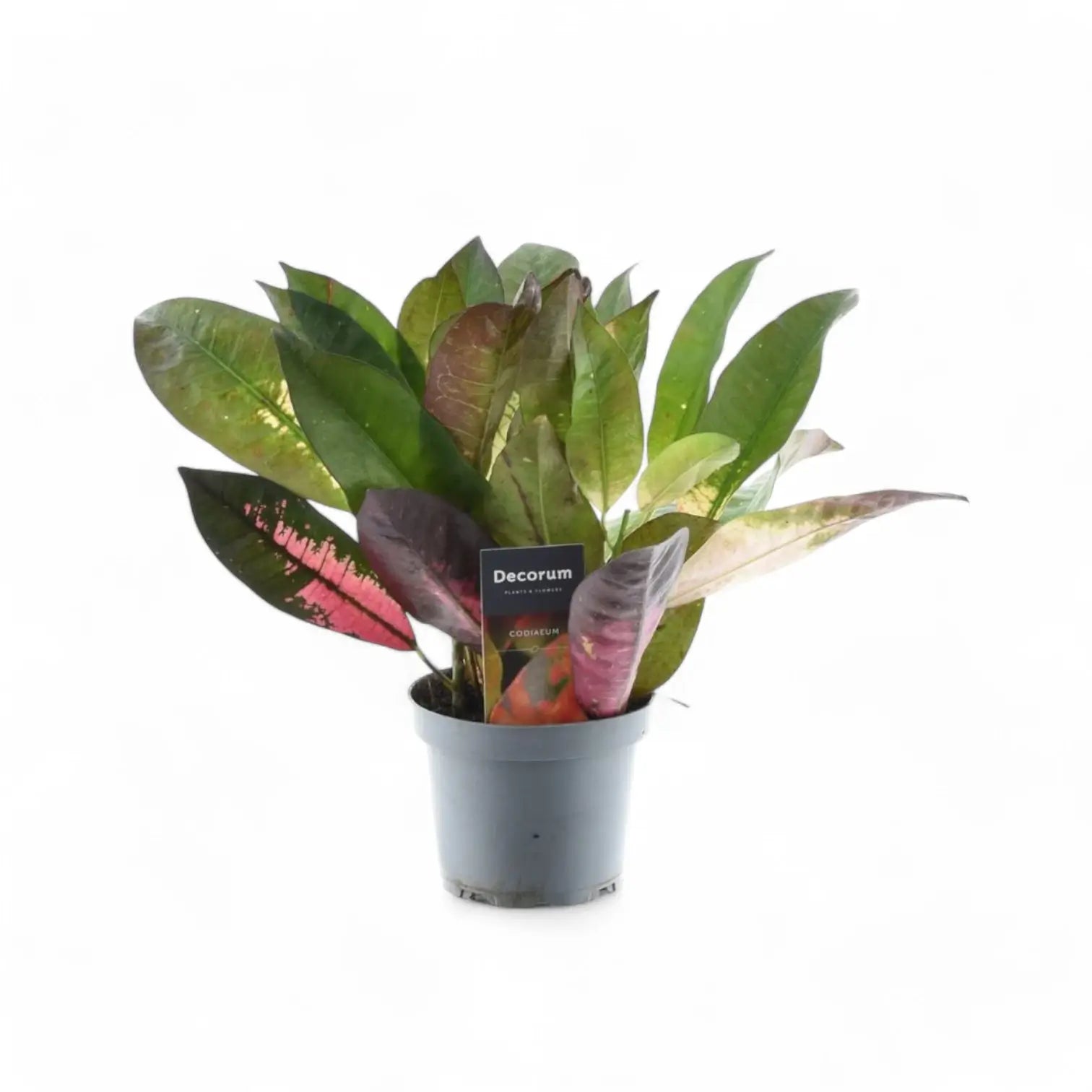 Codiaeum variegatum (Croton) 'Mrs. Iceton' potted houseplant in nursery pot on white background, product photo 2.