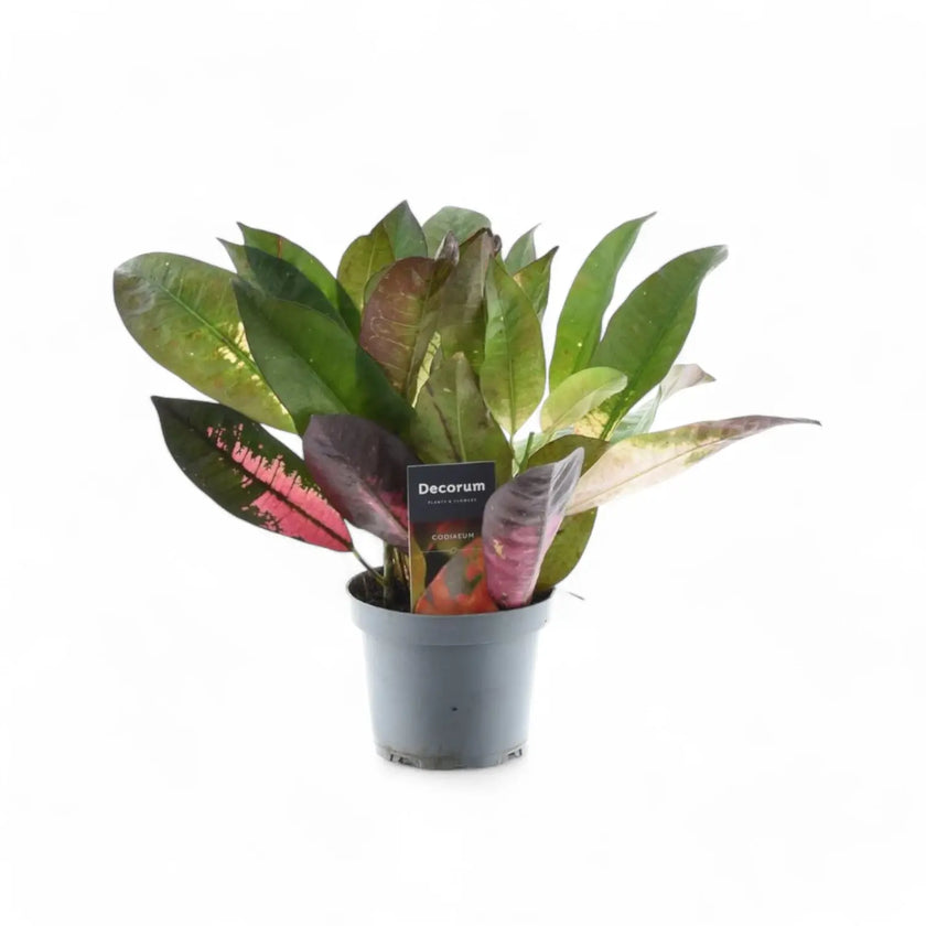 Codiaeum variegatum (Croton) 'Mrs. Iceton' potted houseplant in nursery pot on white background, product photo 2.