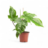 Philodendron squamiferum – Topfpflanze im Kulturtopf vor weißem Hintergrund, Produktfoto 6.