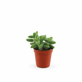 Delosperma echinatum – Topfpflanze im Kulturtopf vor weißem Hintergrund, Produktfoto 3.