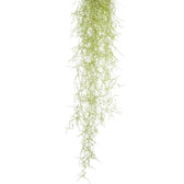 Nahaufnahme von Tillandsia usneoides vor weißem Hintergrund.